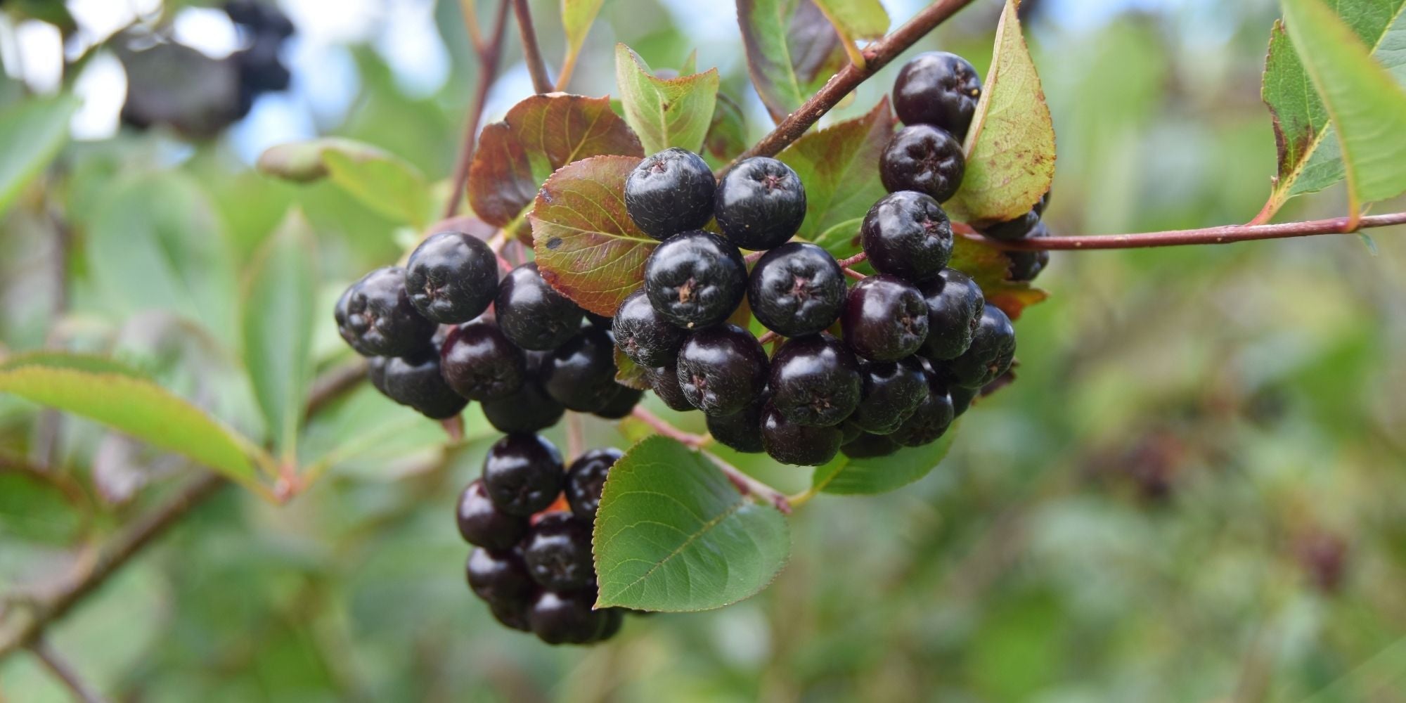 What Are Aronia Berries?