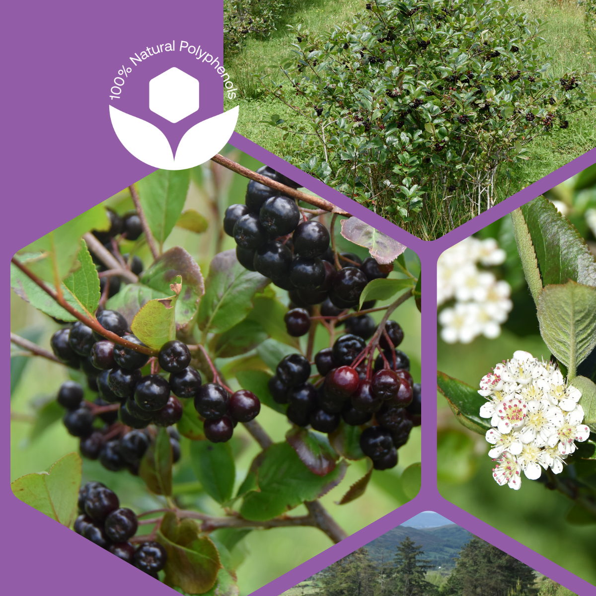 Aronia Berries Growing