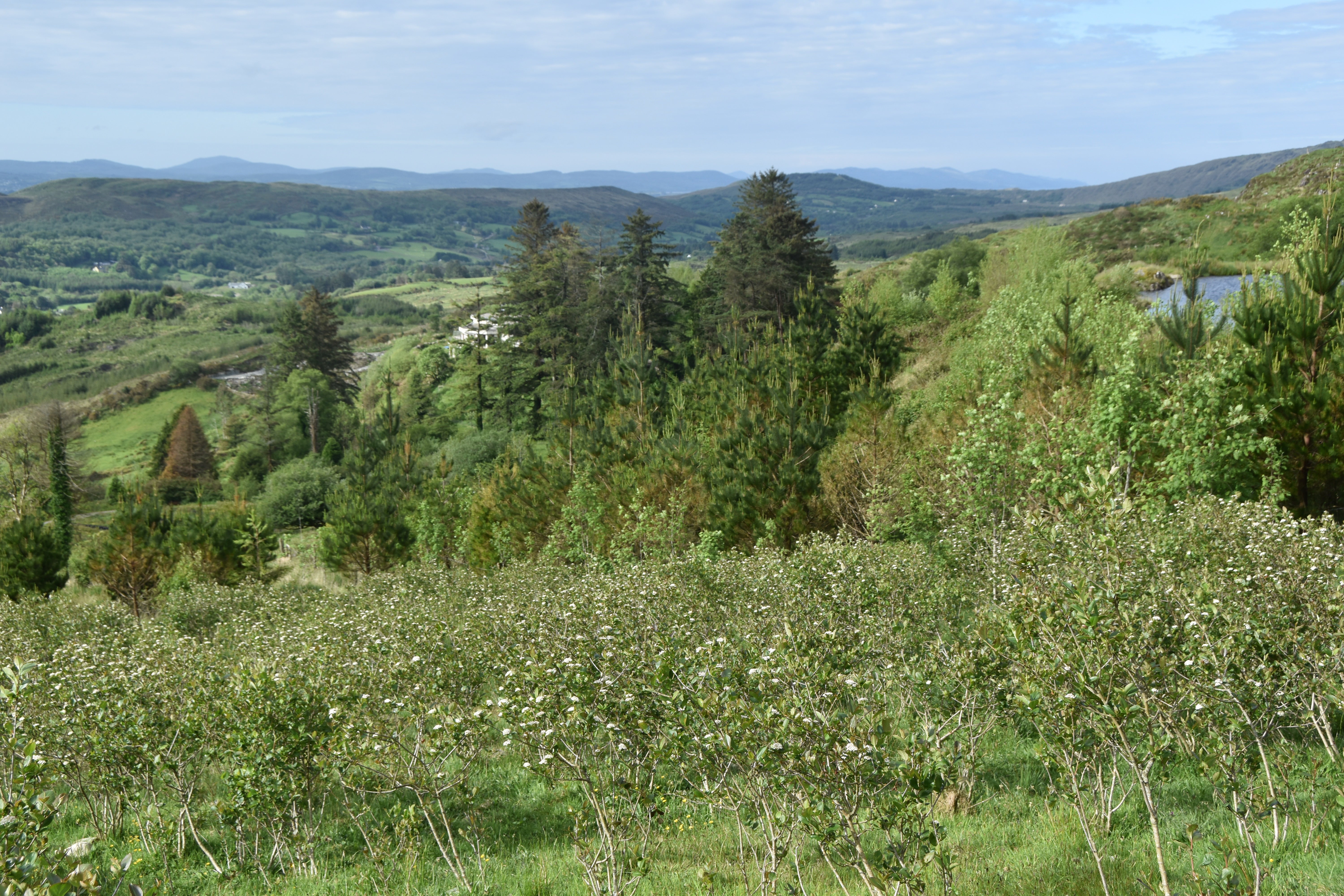 Farming Aronia in Ireland