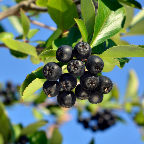 aronia berry bush